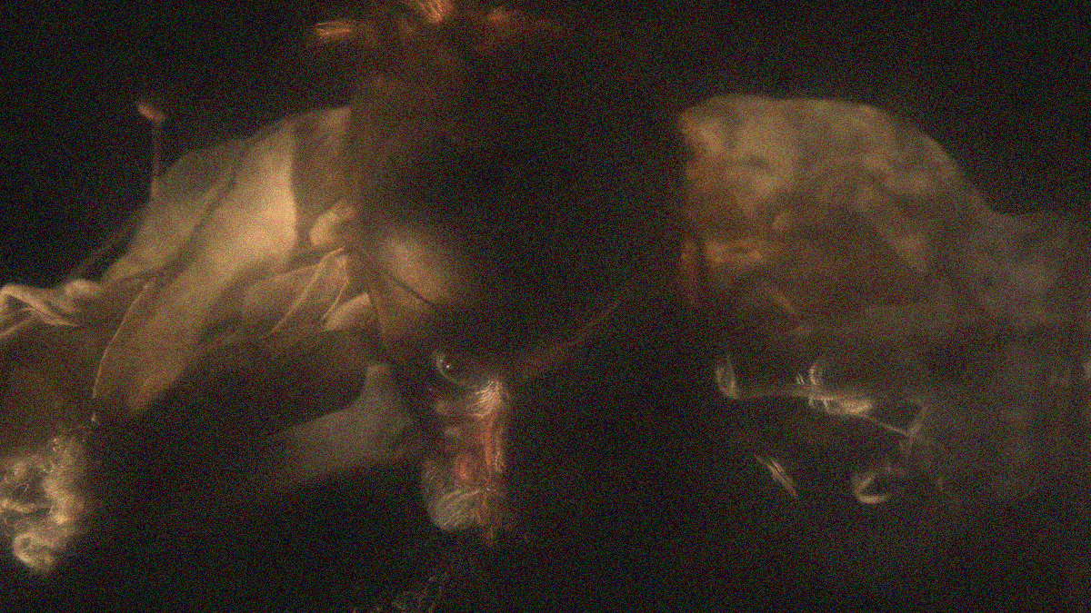 A close-up of a puppet: An aging man, eyes staring straight ahead.